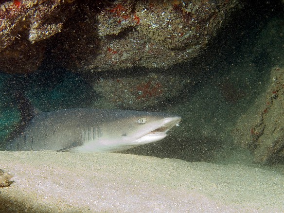 Whitetip Reef Shark at Tunnels May 22, 2008 11:50 AM : Diving, Kauai