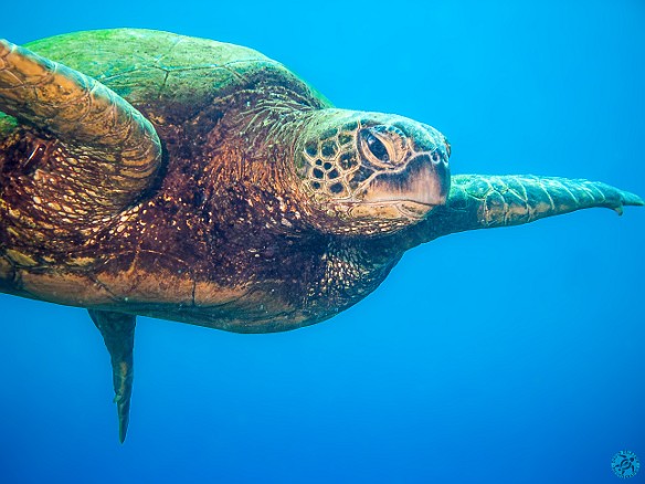 Hawaiian Green Sea Turtle or Honu Apr 6, 2009 10:36 AM : Denoise, Diving, Enhanced, Kauai, honu, turtle