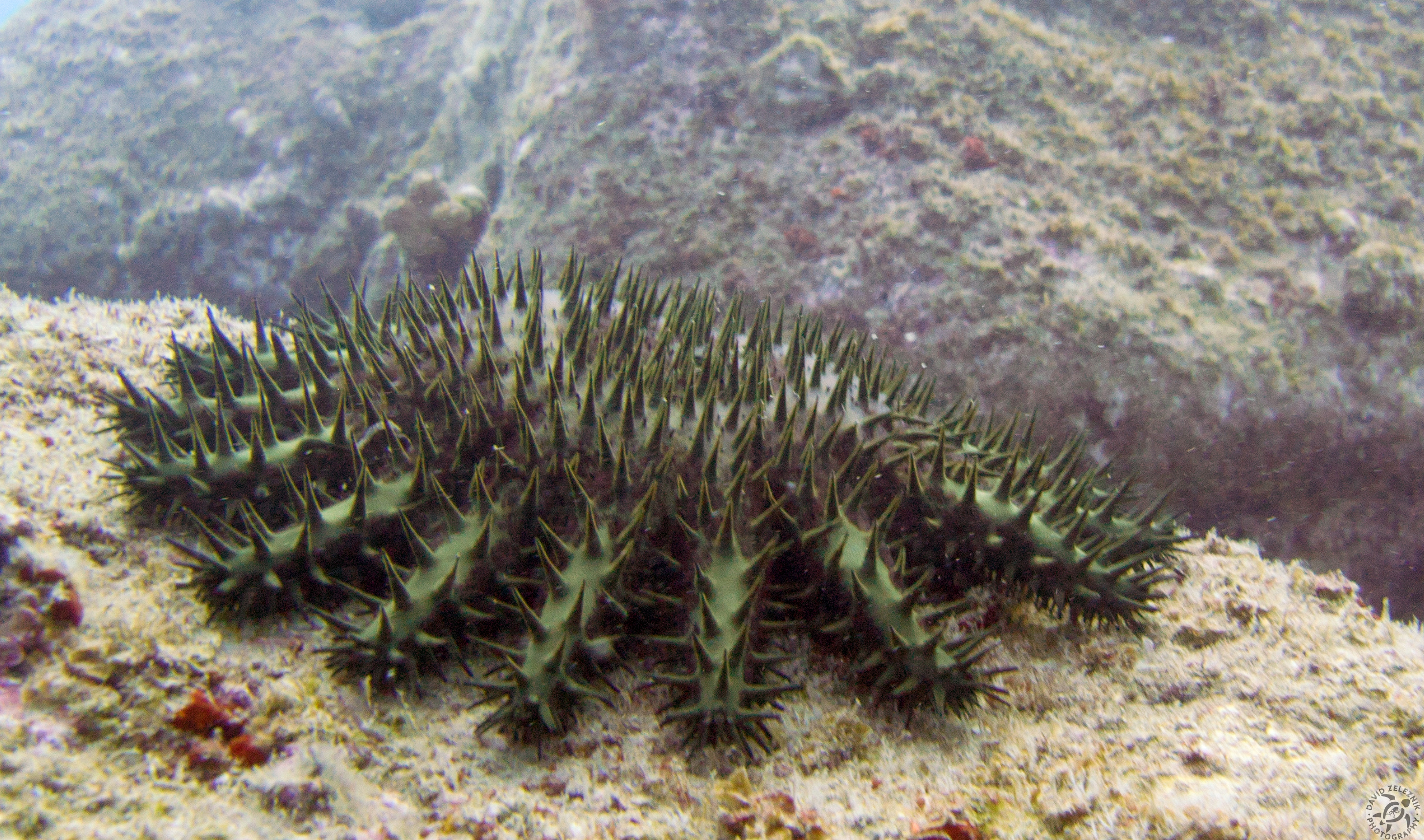Crown-of-Thorns star