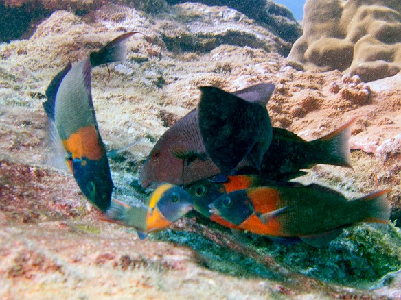 Parrotfish and saddle wrasses May 5, 2010 11:45 AM : Diving, Kauai