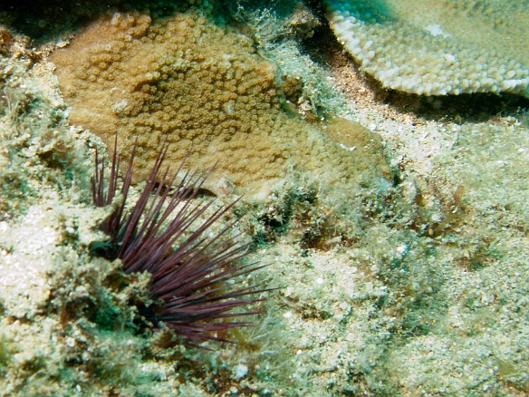 Sea urchin May 10, 2010 10:40 AM : Diving, Kauai