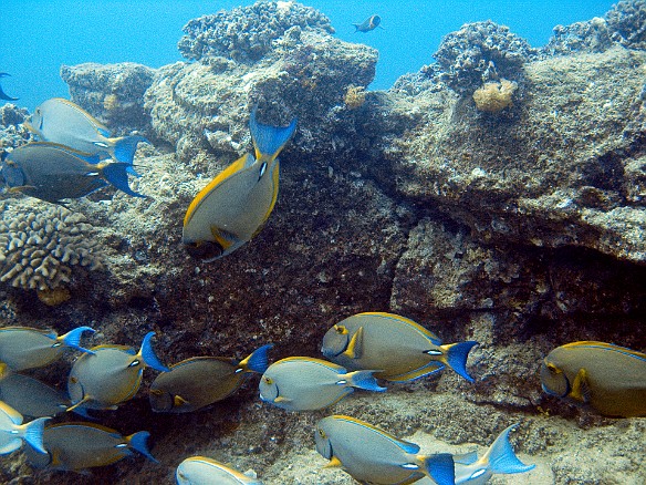 Eyestripe Surgeonfish May 12, 2010 2:43 PM : Diving, Kauai
