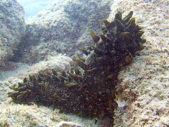 Hawaiian Spiky Sea Cucumber May 12, 2010 5:03 PM : Diving, Kauai