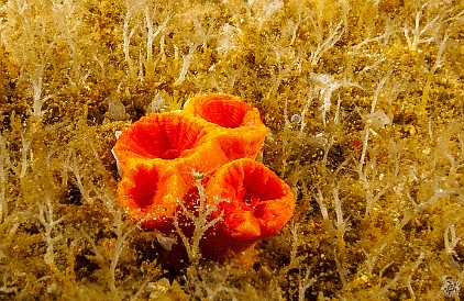 Kauai-187 Orange Cup Coral at Tunnels