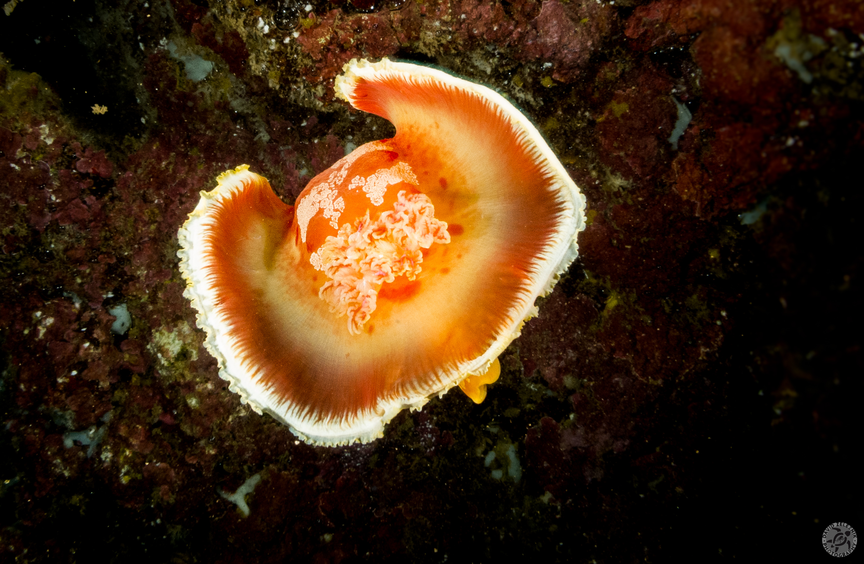 Spanish Dancer nudibranch<br/><small>Tunnels Reef, Kauai</small>