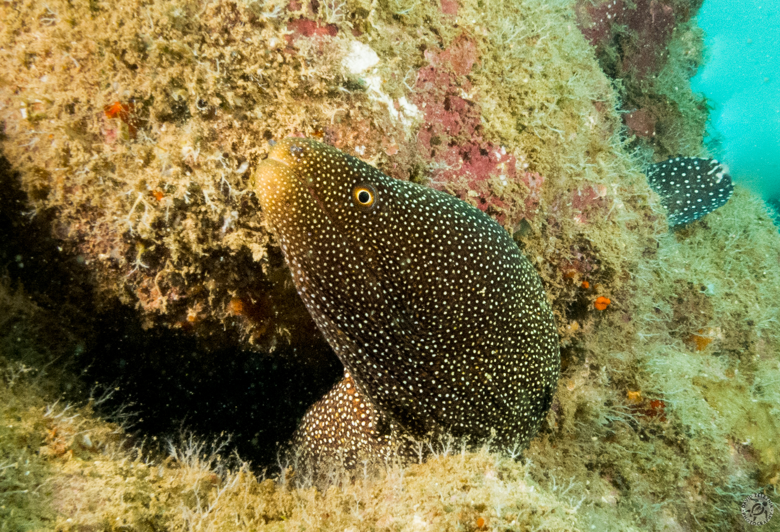 Whitemouth Moray<br/><small>Tunnels Reef, Kauai</small>