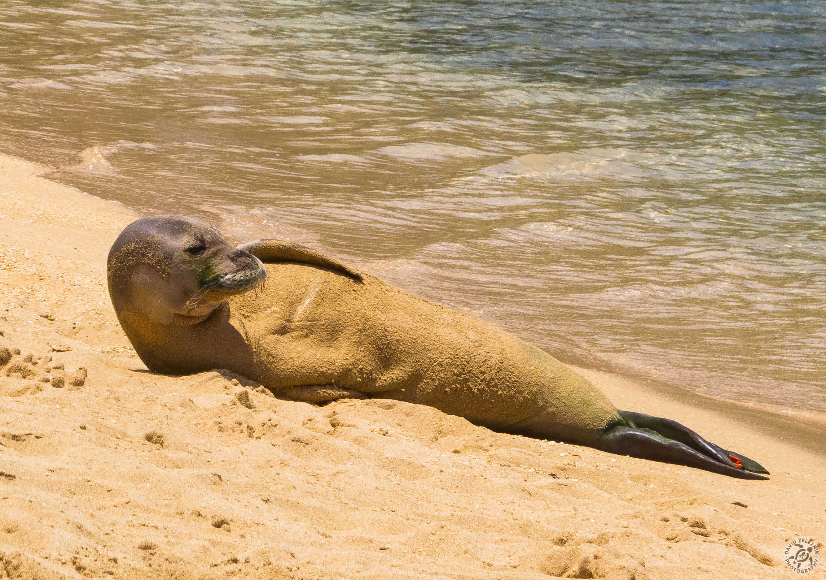 Hawaiian Monk Seal<br/><small>Tunnels Reef, Kauai</small>