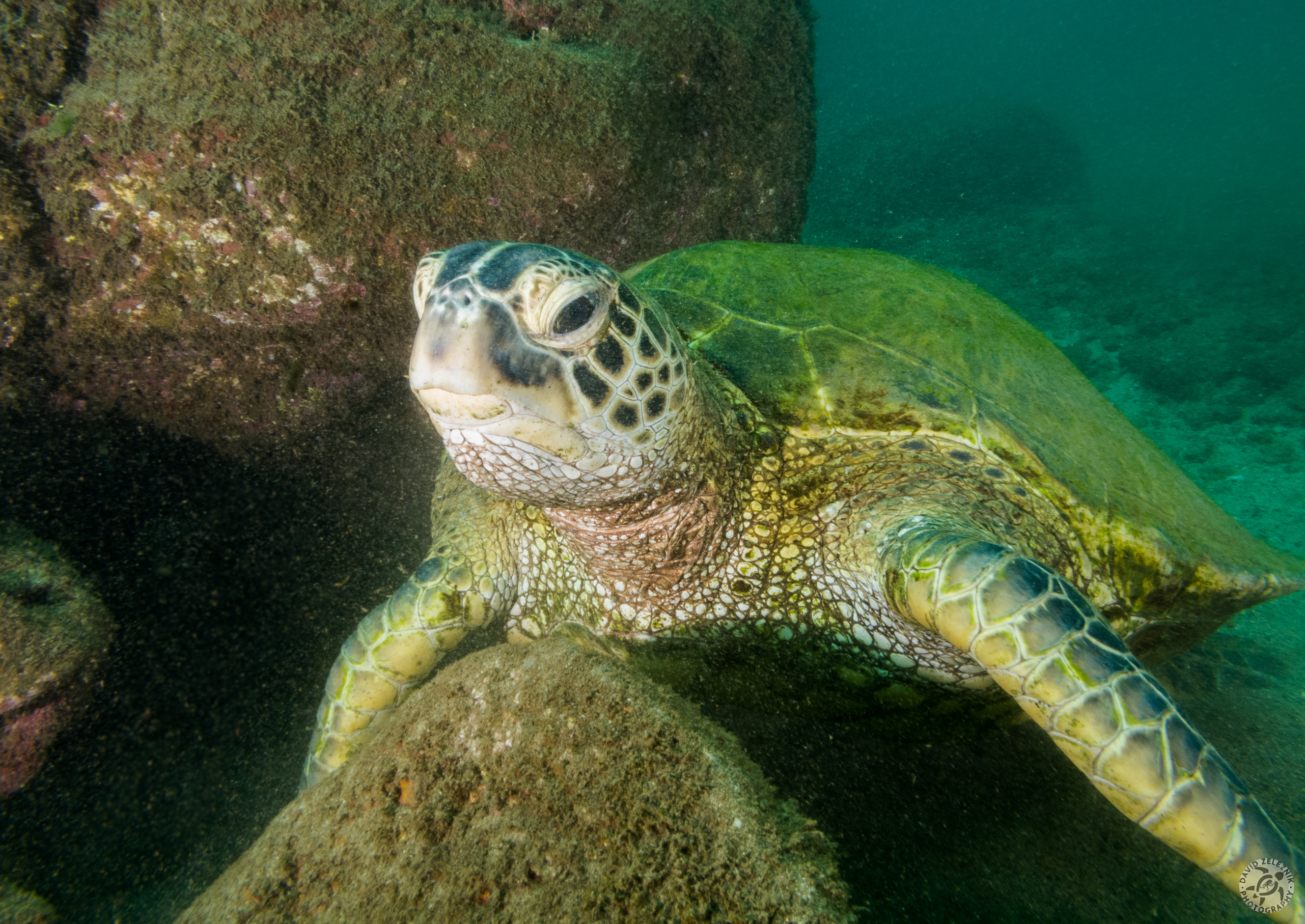 Hawaiian Green Sea Turtle (Honu)<br/><small>Koloa Landing dive site, Kauai</small>