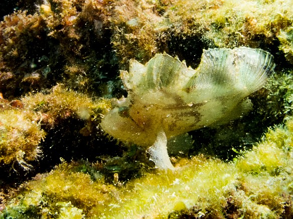 A small Leaf Scorpionfish at Tunnels May 15, 2012 11:26 AM : Diving, Kauai, Tunnels Outer Reef