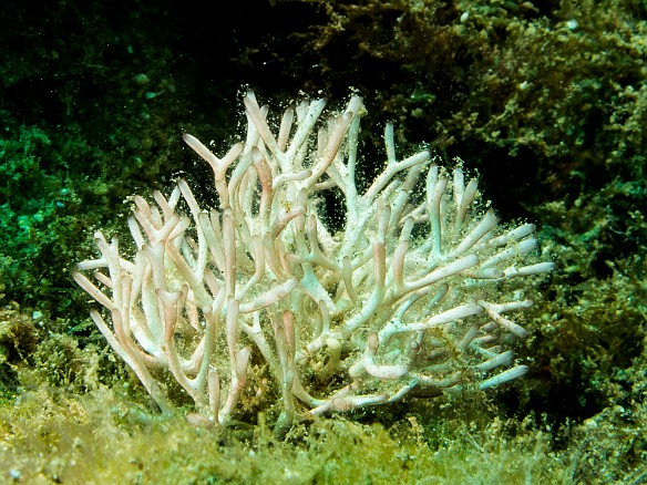 A small Bryazoan of undetermined type May 15, 2012 11:30 AM : Diving, Kauai, Tunnels Outer Reef