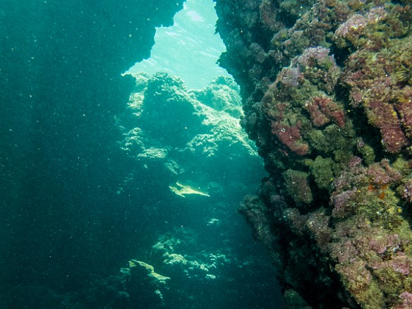 May 18, 2012 11:35 AM : Diving, Kauai, Tunnels Outer Reef