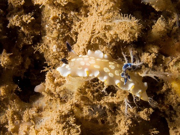 Really cool, a Tom Smith's nudibranch May 18, 2012 11:03 AM : Diving, Kauai, Tunnels Outer Reef