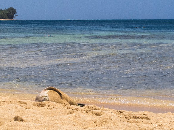 At the end of our second dive, we clambered back onto the beach to discover this baby Hawaiian monk seal taking a sunny snooze May 22, 2012 12:09 PM : Diving, Kauai, Tunnels Outer Reef