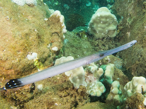 Pacific Trumpetfish May 23, 2012 2:19 PM : Diving, Kauai, Koloa Landing