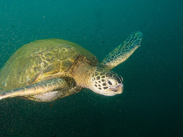 There were at least a dozen turtles at Koloa Landing, sleeping, resting, and cruising through the gloom May 23, 2012 2:56 PM : Diving, Kauai, Koloa Landing, honu, turtle