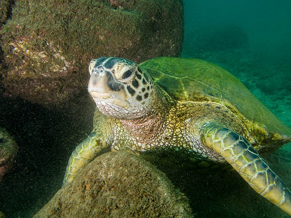 May 23, 2012 2:58 PM : Diving, Kauai, Koloa Landing, honu, turtle
