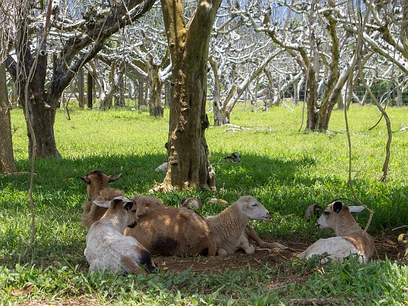 The dead and abandoned guava tree orchards serve as shade for the farm's goat population. May 20, 2012 12:38 PM : Kauai