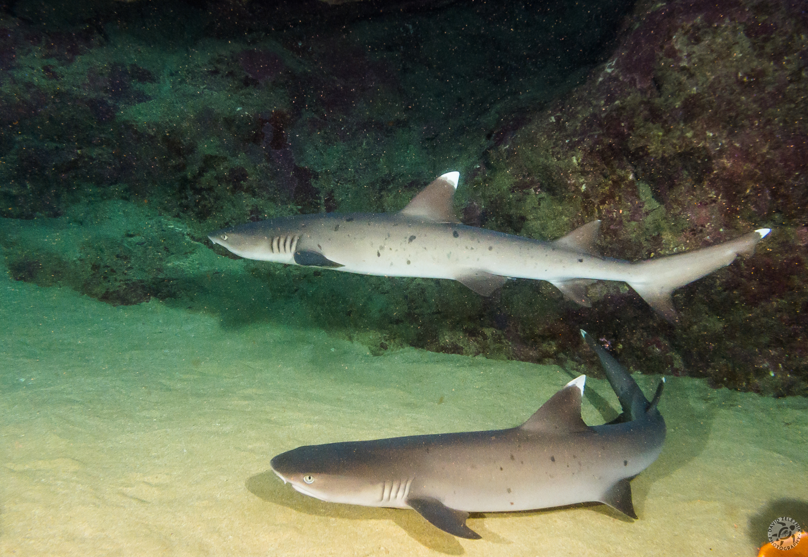 White Tip Reef Sharks<br/><small>Tunnels Reef, Kauai</small>