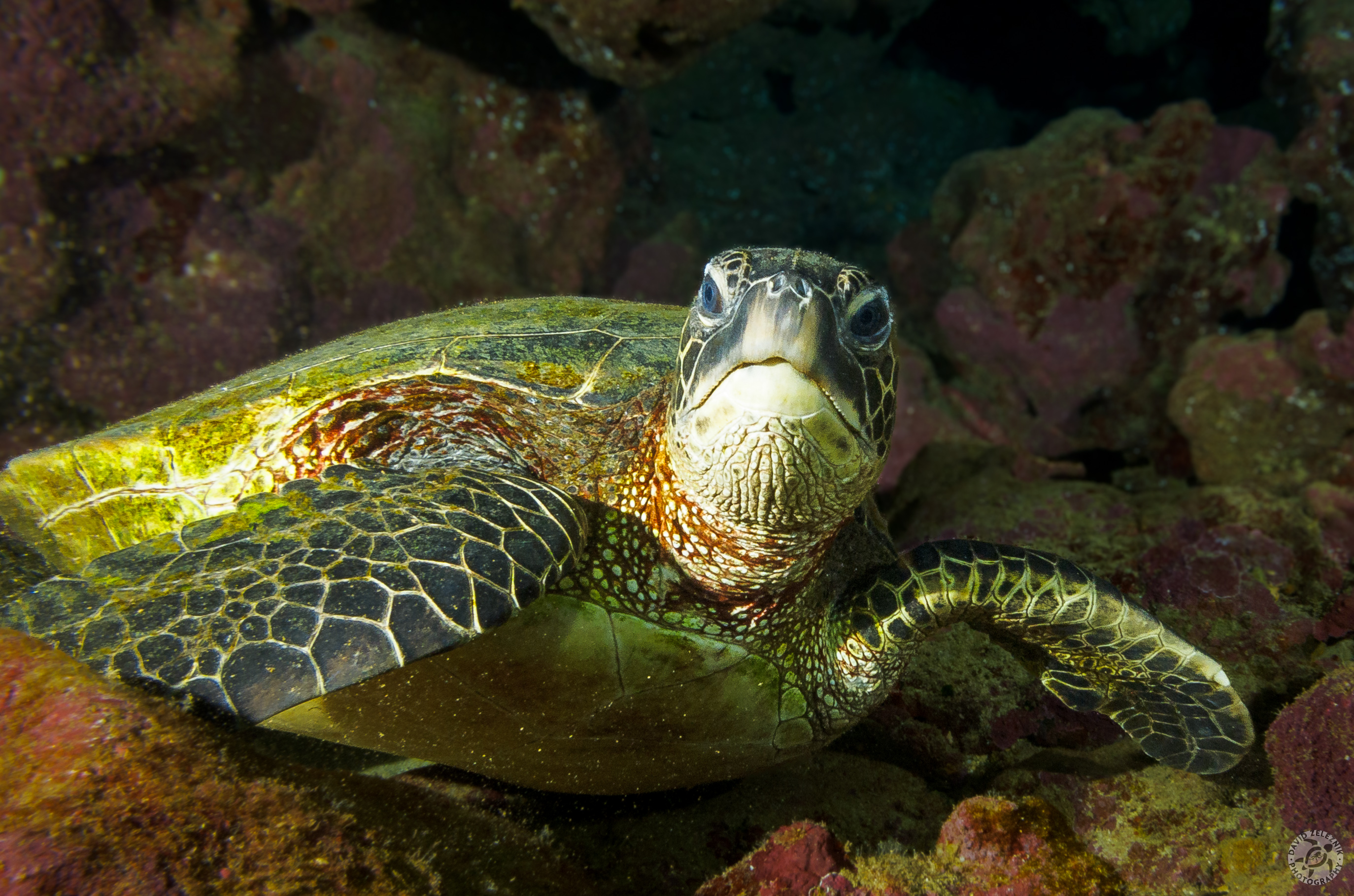 Hawaiian Green Sea Turtle (Honu)<br/><small>Tunnels Reef, Kauai</small>