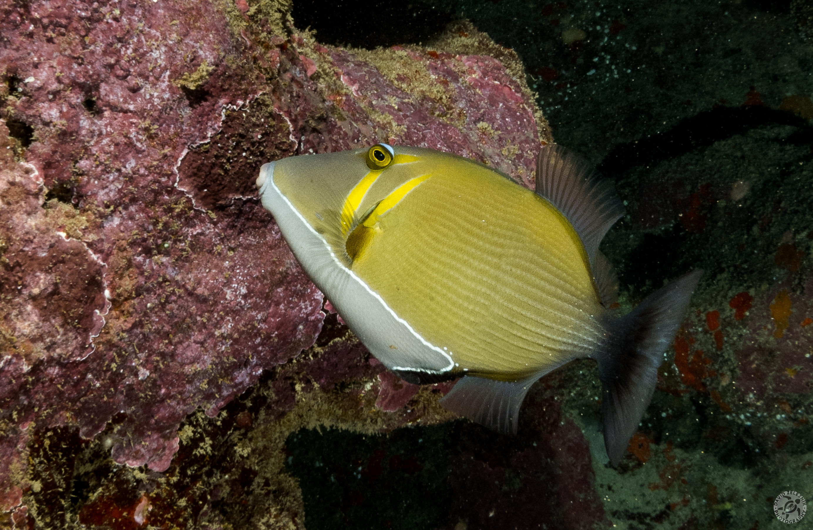 Lei Triggerfish<br/><small>Tunnels Reef, Kauai</small>