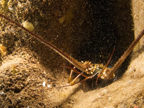 Lobster peeking out from its hiding place May 15, 2013 10:52 AM : Diving, Kauai