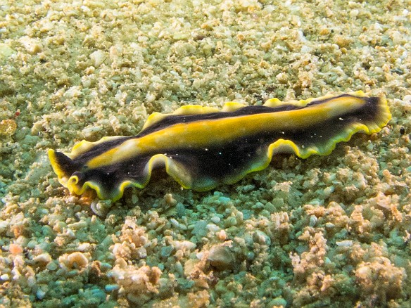 Friday morning I saw this Goldrim Flatworm inching along the shallow sandy bottom May 17, 2013 10:43 AM : Diving, Kauai