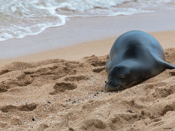 Monk Seal schluffy time May 11, 2014 3:17 PM : Kauai