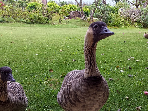 With my Monday morning diving canceled at Tunnels, I was out on the lanai facebooking when these nene's snuck up on me to see what was up. Could have been the smell of kona coffee too. May 12, 2014 12:00 PM : Kauai