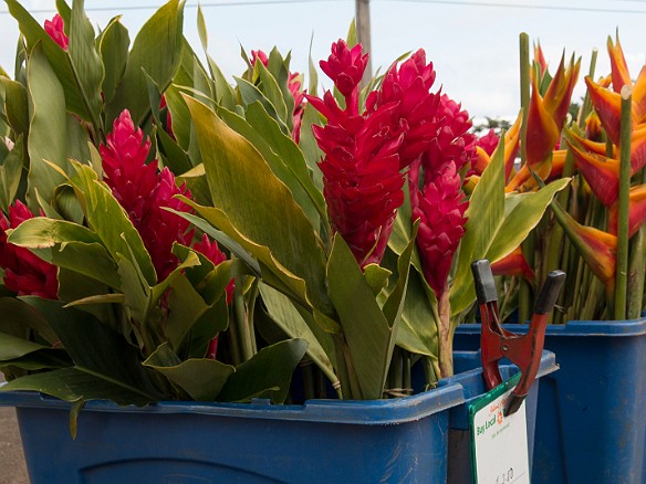Torch ginger and heliconia May 14, 2014 3:58 PM : Kauai