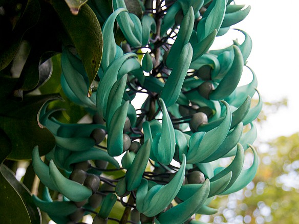 Really cool flowers of the jade vine May 17, 2014 4:06 PM : Kauai