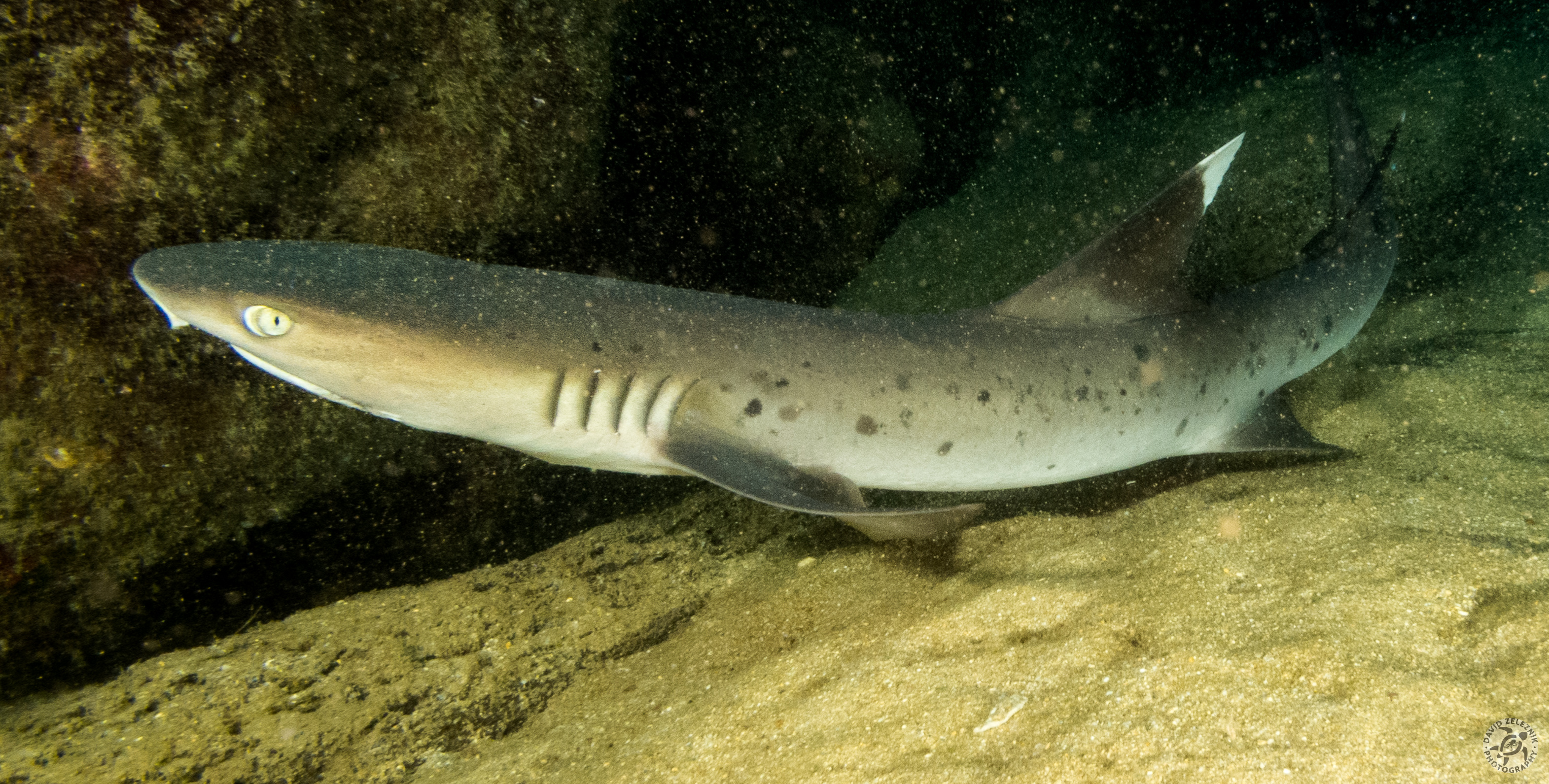 White-Tipped Reef Shark<br/><small>Tunnels Reef, Kauai</small>
