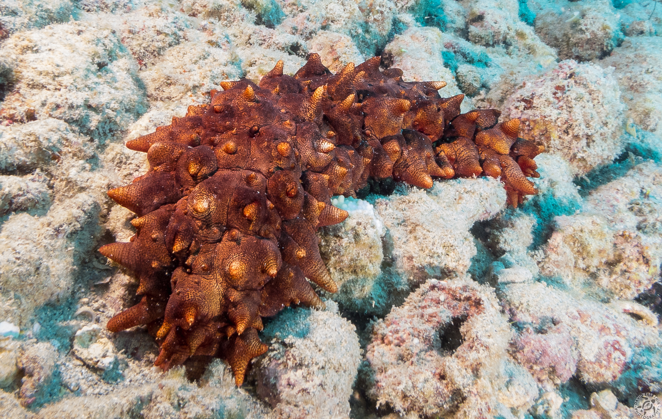 Most sea cucumbers are pretty unremarkable, but this one was the gnarliest I'd ever seen. Having no clue and no ID books with me, I had to wait until I got home to look it up. Final verdict is that it's the appropriately named Hawaiian Spiky Sea Cucumber. Go figure!