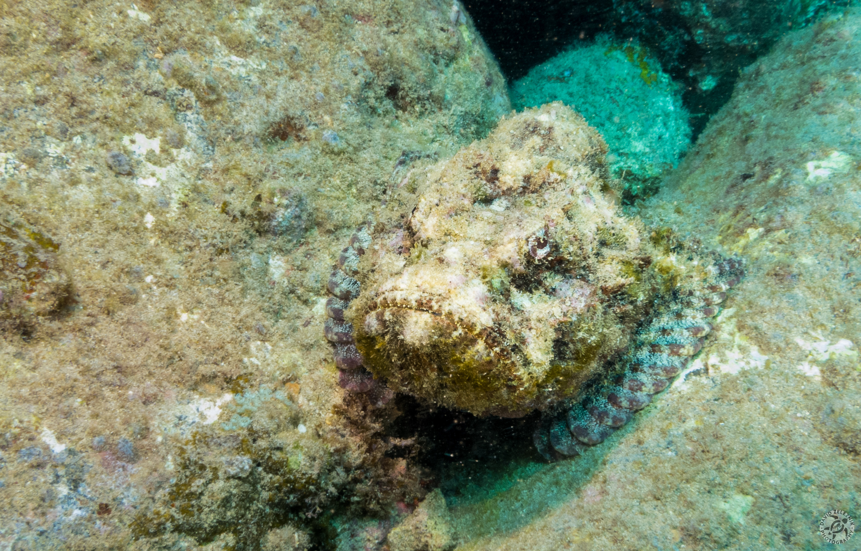 Devil Scorpionfish<br/><small>Koloa Landing dive site, Kauai</small>