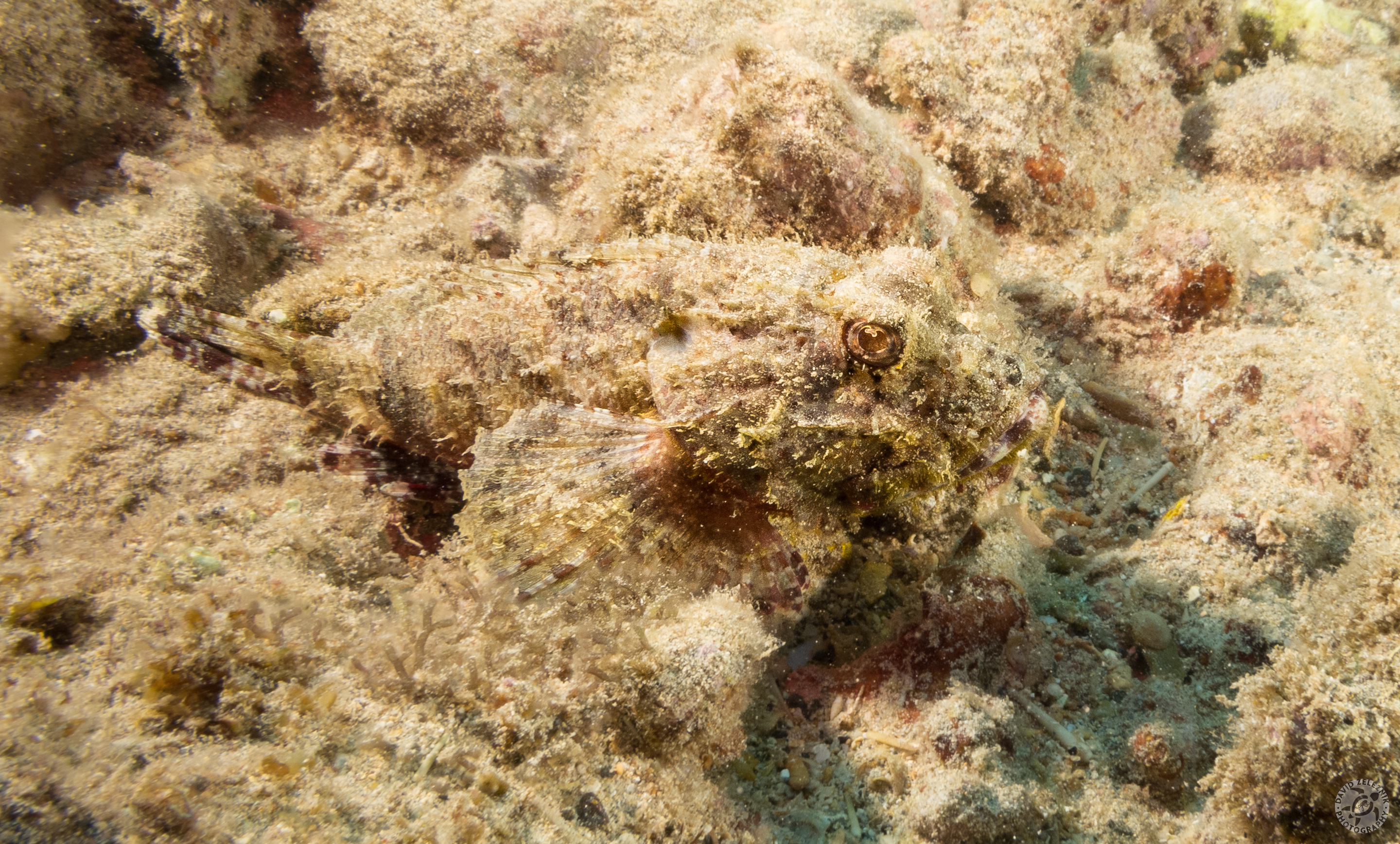Shortsnout Scorpionfish<br/><small>Koloa Landing dive site, Kauai</small>
