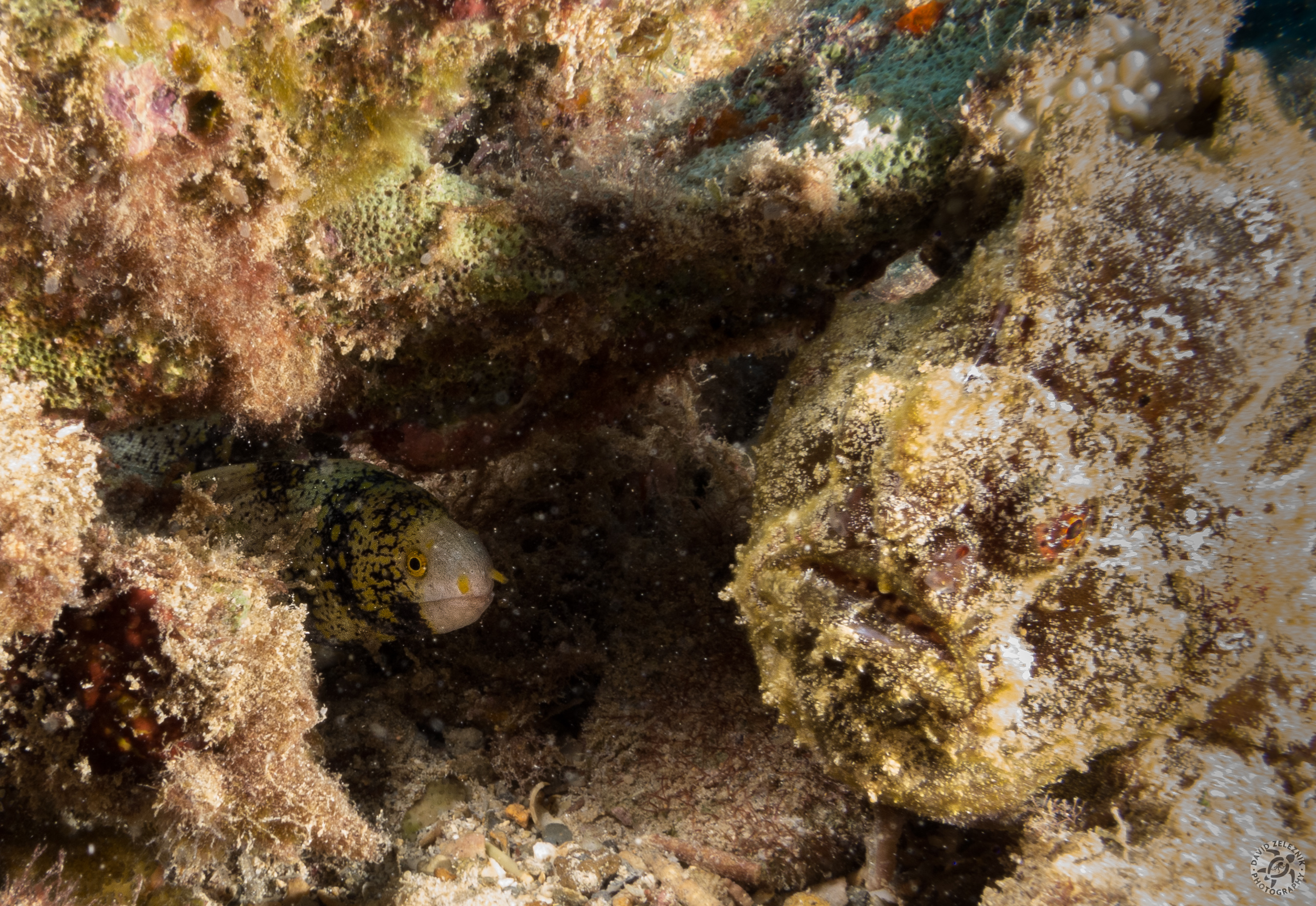 Who's that knocking on my door? I was tracking this tiny Snowflake Moray Eel through the reef and positioned myself to patiently wait it out. I was completely oblivious to the Commerson's Frogfish lurking right outside its door and nearly bumped it with one of my strobes until I lifted my eyes from the viewfinder to realize the reason for the eel's shyness to emerge.