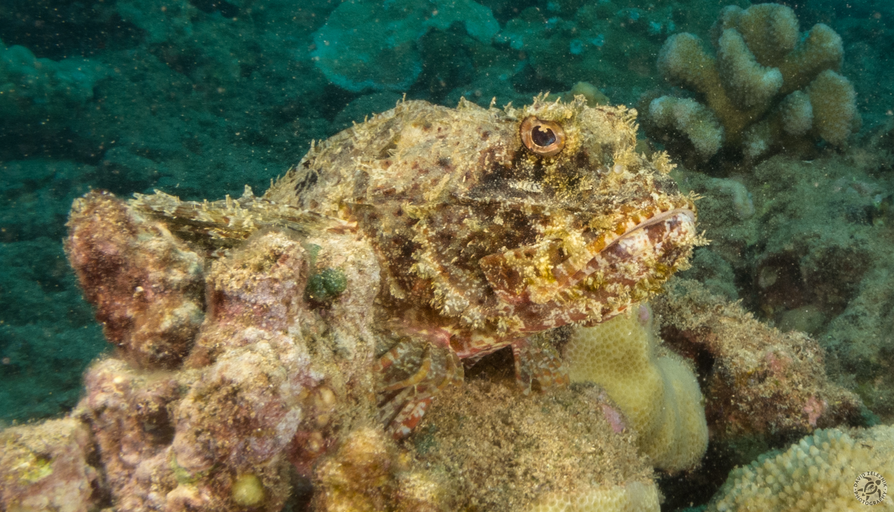 Titan Scorpionfish<br/><small>Koloa Landing dive site, Kauai</small>