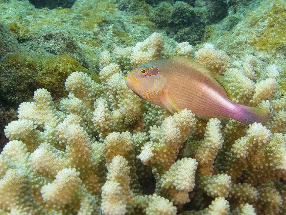My first day of diving wasn't until Thursday because conditions were iffy both above and below the surface all week. Even then, visibility wasn't great at Tunnels and I only got a few decent photos that day, including this Arc-Eye Hawkfish. May 14, 2015 8:46 AM : Diving, Kauai : Maxine Klein