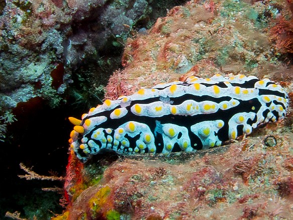 Scrambled-Egg Nudibranch May 17, 2015 1:24 PM : Diving, Kauai : Maxine Klein