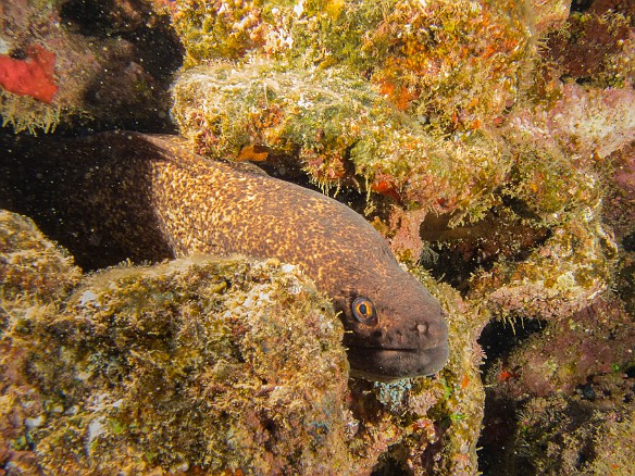 One of two large Yellow Margin Morays during the dive May 17, 2015 1:26 PM : Diving, Kauai : Maxine Klein