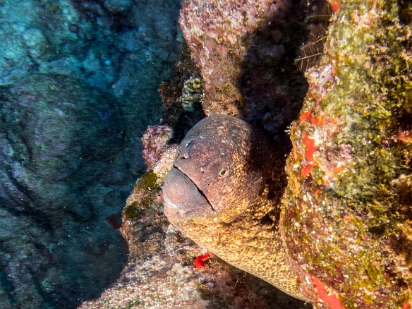Another huge Yellow Margin Moray peering out from his hiding place May 17, 2015 1:35 PM : Diving, Kauai : Maxine Klein