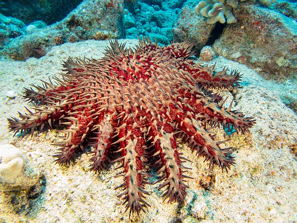 Crown of Thorns Star May 17, 2015 1:44 PM : Diving, Kauai : Maxine Klein