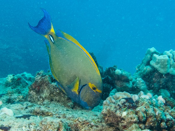 Eyestripe Surgeonfish feeding on the reef May 17, 2015 3:32 PM : Diving, Kauai : Maxine Klein