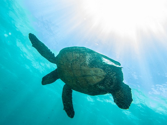 Lots of turtles too at Koloa Landing May 20, 2015 1:13 PM : Diving, Kauai, honu, turtle : Maxine Klein