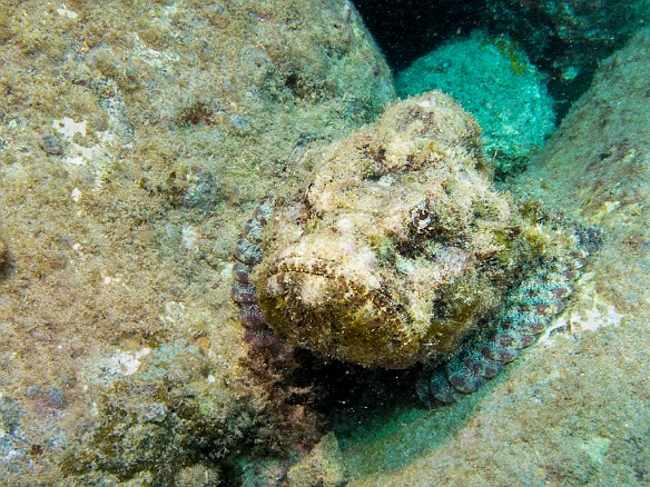 This Devil Scorpionfish, a master of disguise, was just sitting out and enjoying the view May 20, 2015 1:19 PM : Diving, Kauai : Maxine Klein