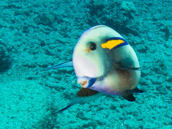 Orangeband Surgeonfish May 20, 2015 1:23 PM : Diving, Kauai : Maxine Klein