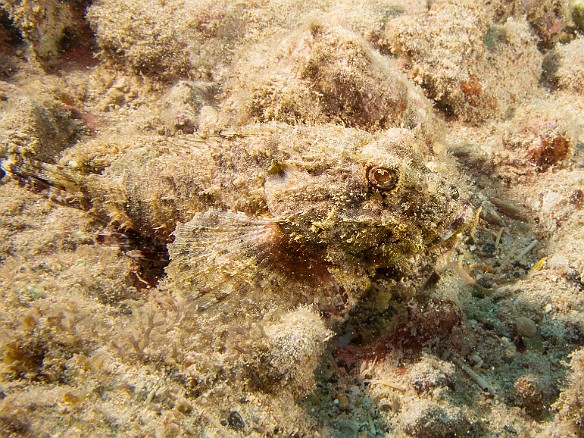 A Shortsnout Scorpionfish, yet another master of disguise May 20, 2015 2:41 PM : Diving, Kauai : Maxine Klein