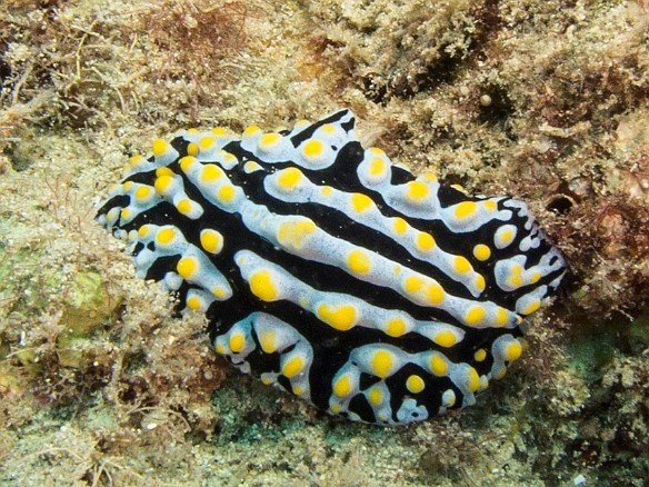 This Scrambled-Egg Nudibranch was rather large, almost 3" long May 20, 2015 2:52 PM : Diving, Kauai : Maxine Klein
