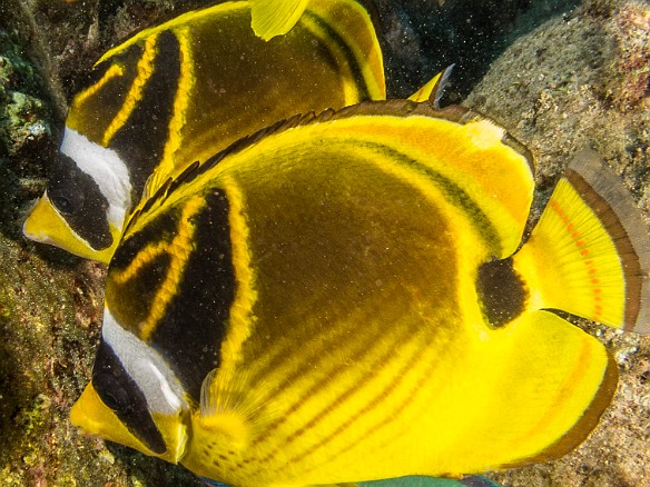 These Raccoon Butterflyfish were so intent feasting on a mat of Sergeant Major eggs that they were oblivious to me taking pictures of them. May 20, 2015 2:57 PM : Diving, Kauai : Maxine Klein