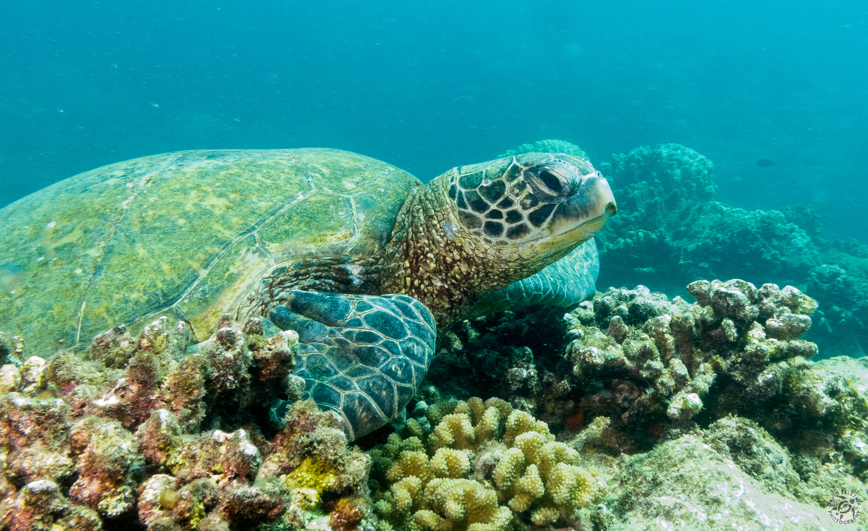 Hawaiian Green Sea Turtle<br/><small>Tunnels Reef, Kauai</small>