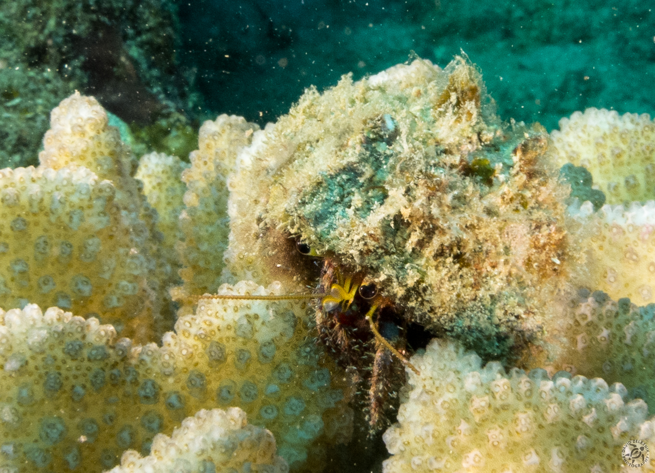 Hermit crab on a head of antler coral<br/><small>Koloa Landing dive site, Kauai</small>